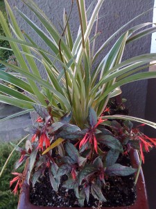 Small planters with creative plant selection.