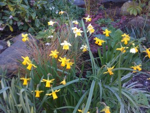 Daffodils brighten this Berkeley garden.