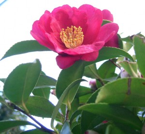 Camellia sasanqua