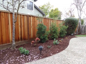 Podocarpus, Hydrangea quercifolia, Calandrinia grandiflora, and Huechera fill out a new planting where Escallonia hedge was.