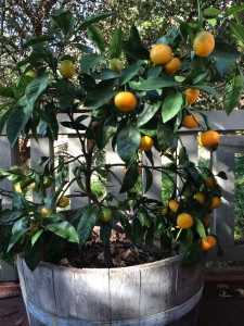 Dwarf Mandarin Citrus in half wine barrel.