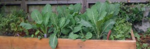 Kale in custom built redwood veggie box